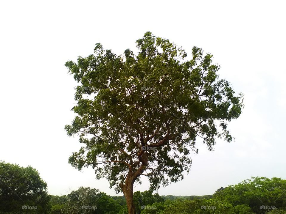 tree