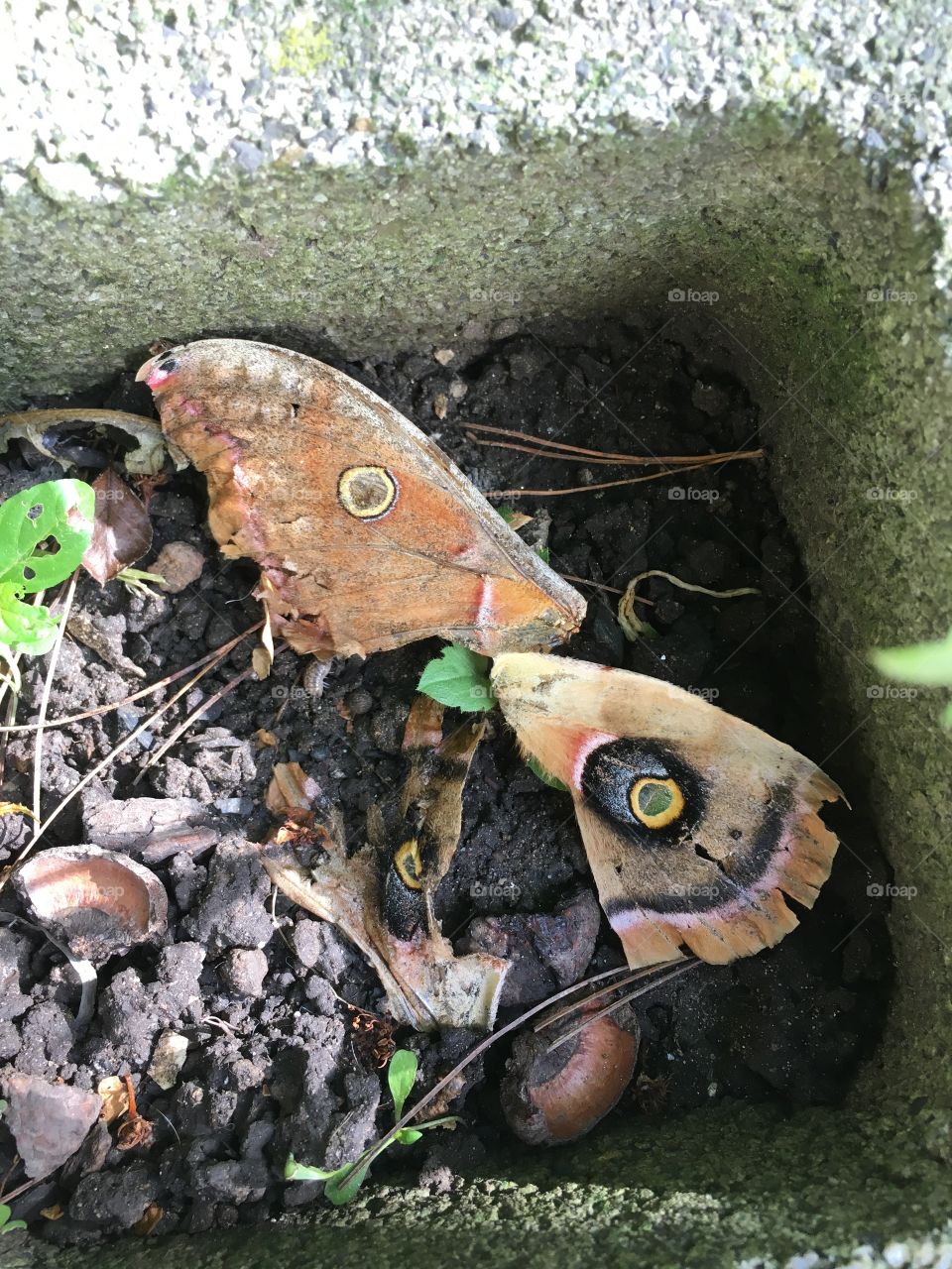 Eye spot wings of Polyphemus moth in earth filled cinder block