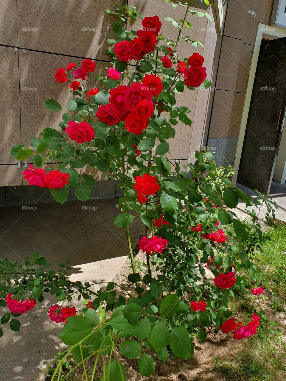 red roses bush near the building wall