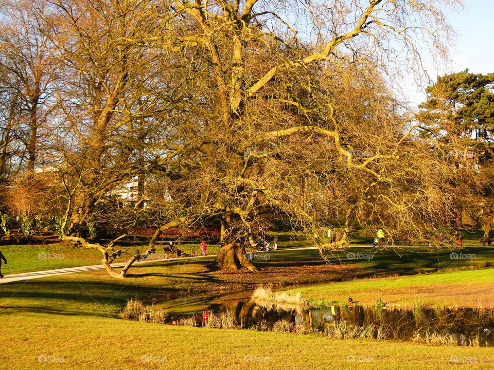 gorgeous tree