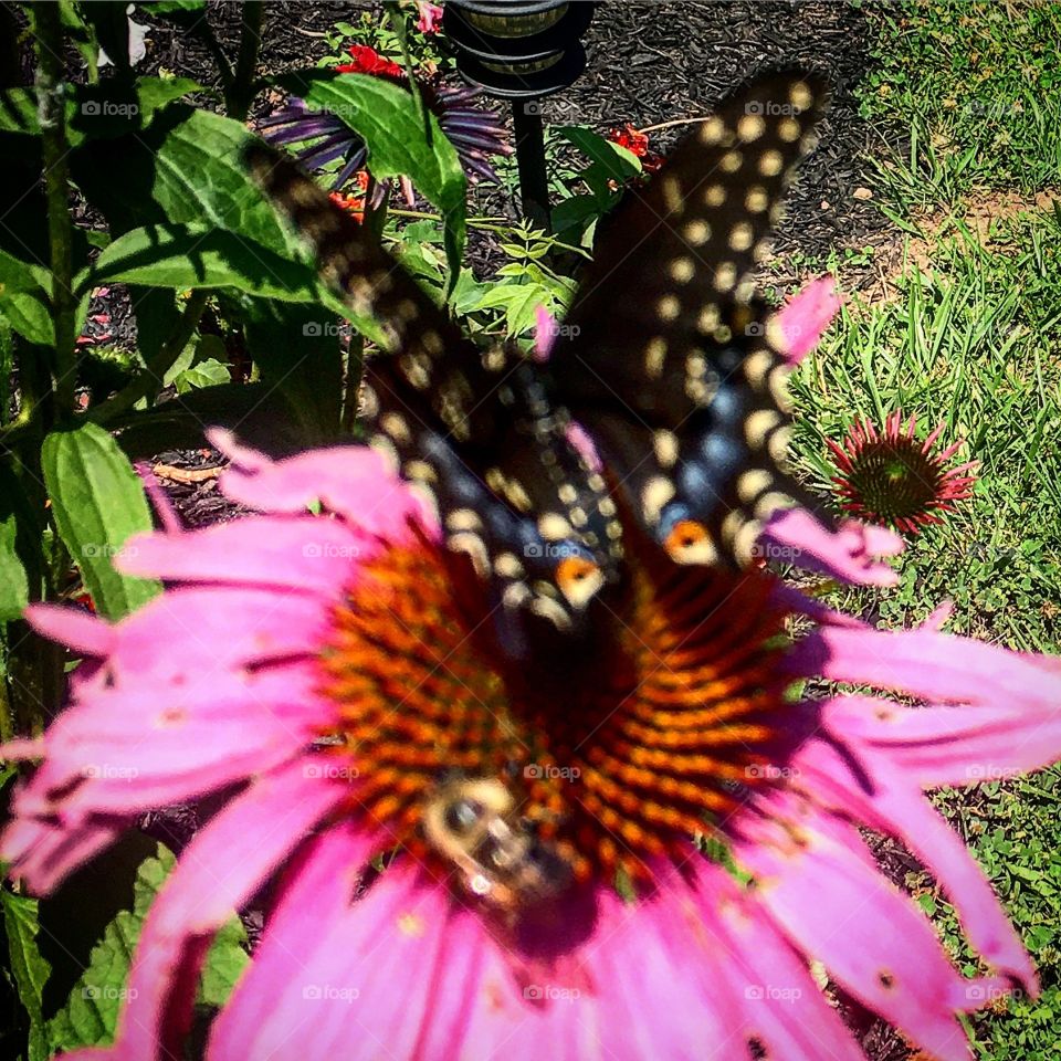 Pollinating friends