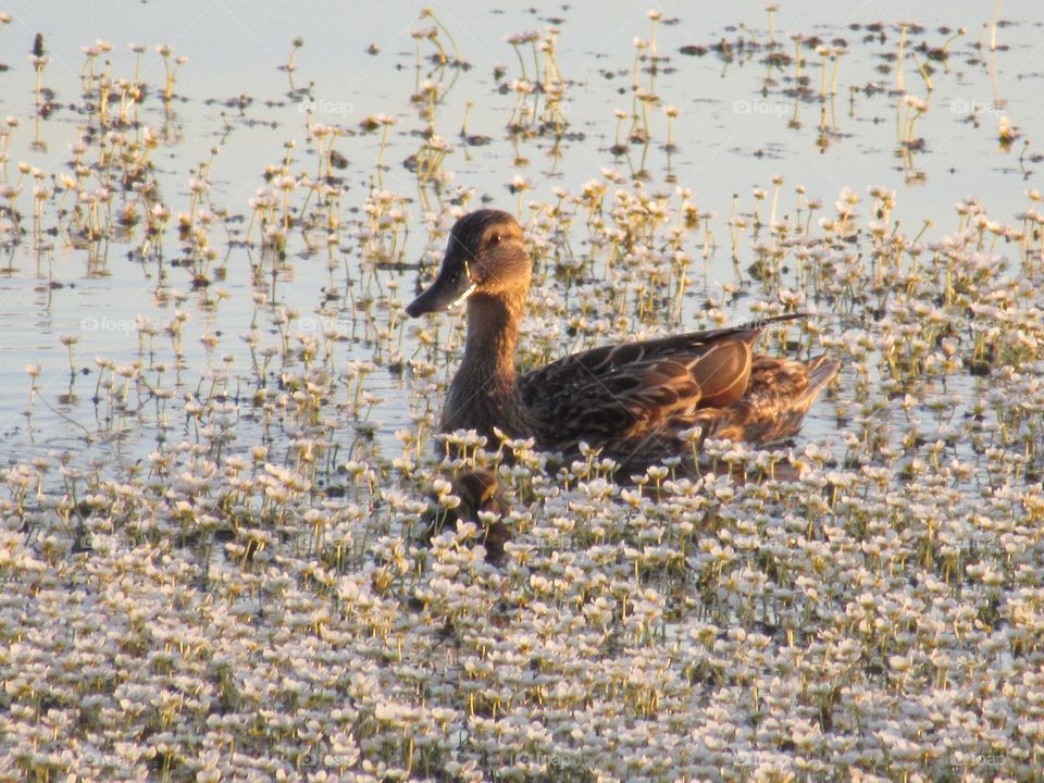 wild ducks, little ducklings