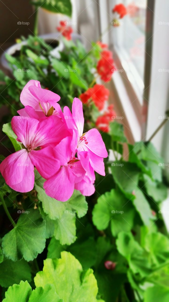 Geranium in front of window. My geraniums in front of the window in my living room.