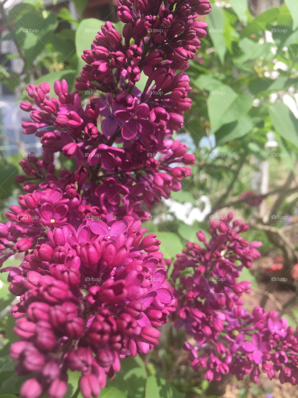 close up of flowers on tree