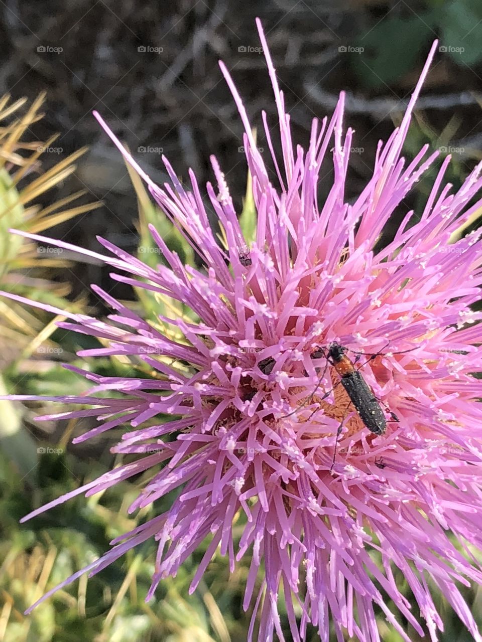 Bugs pollinating a thistle 