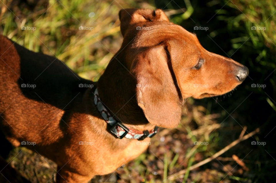 grass dog mammals puppy by tklinken