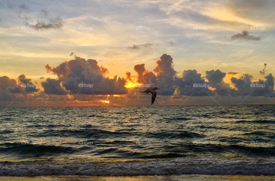 Always a beautiful sunrise here in Deerfield Beach. And these seagulls do know how to photo bomb. Lol