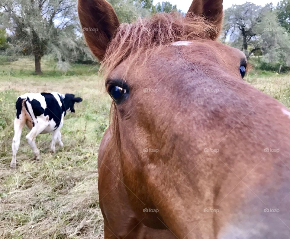 Closeup Horse