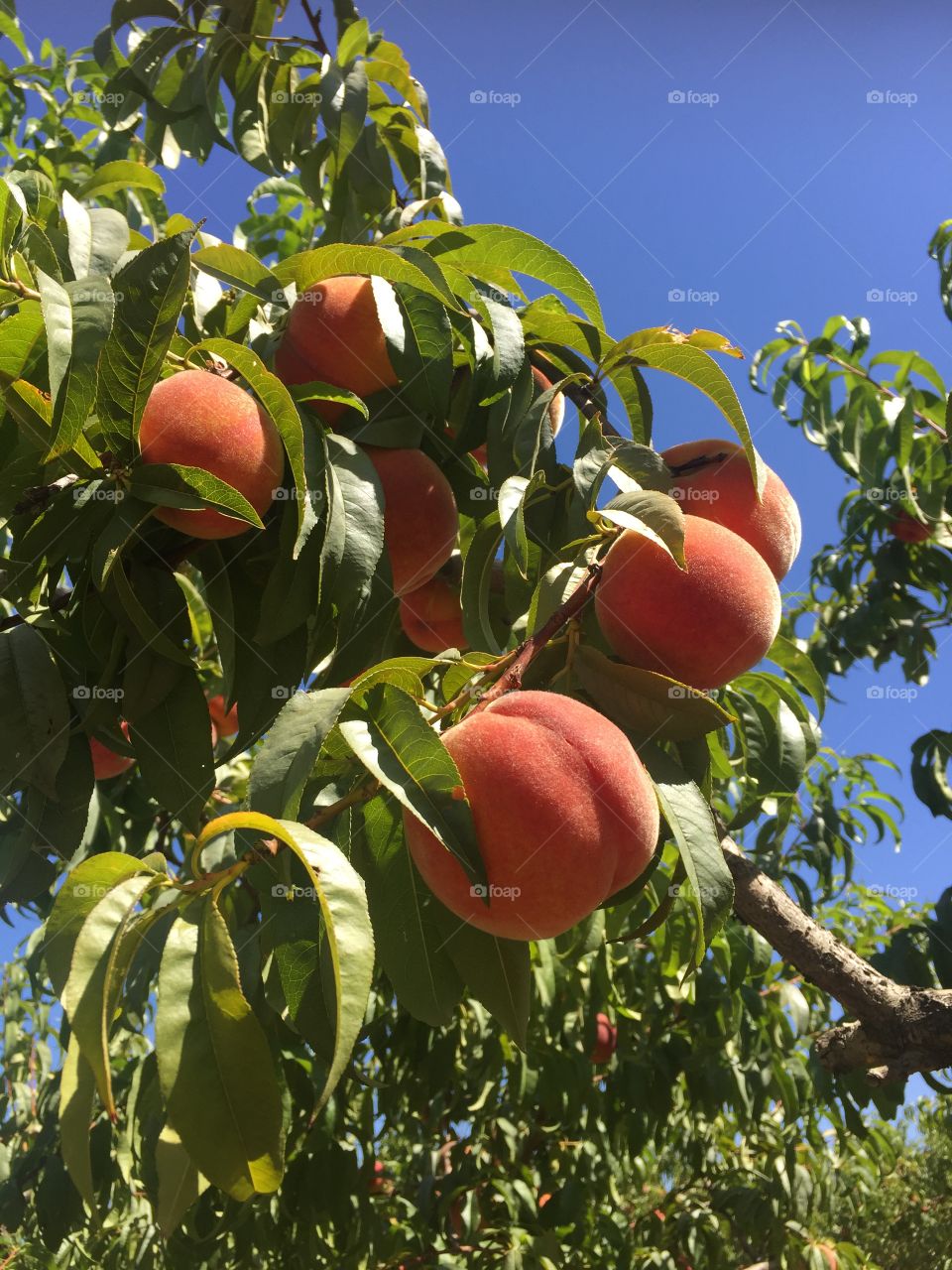 Summertime peach picking 