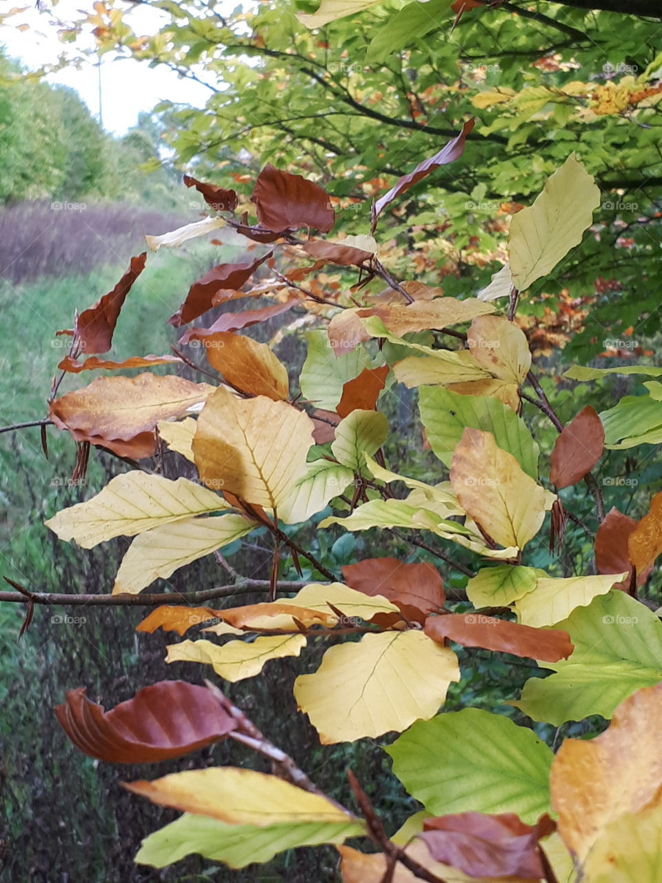 Leaf, Fall, Nature, No Person, Tree