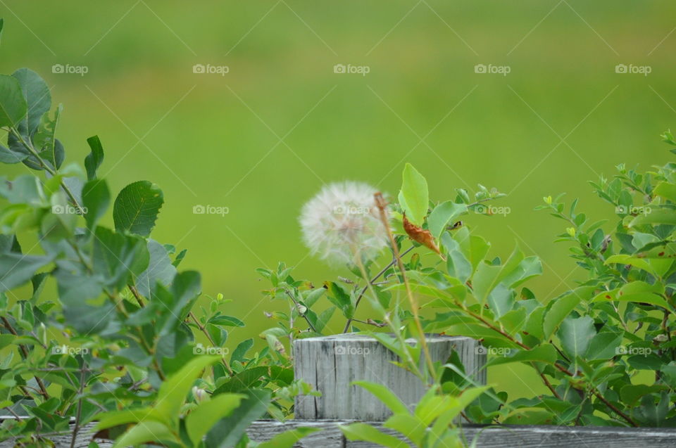 A growth of weeds with a large dandelion