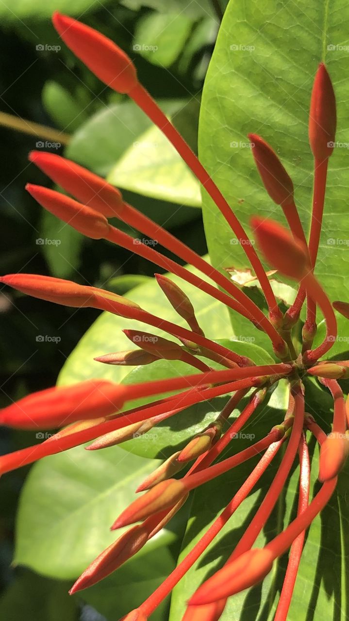 Caribbean Flowers