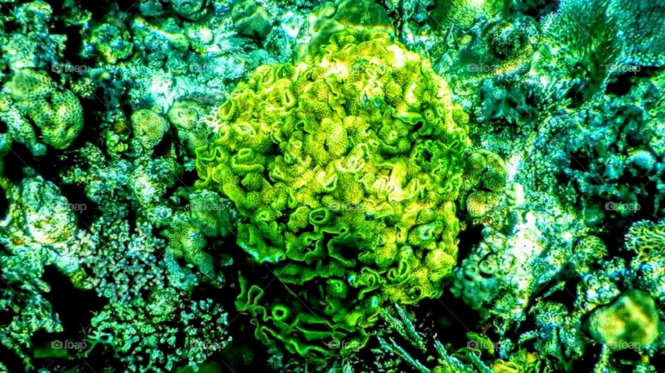 Admire the beauty of the canals of the Red Sea with us ...