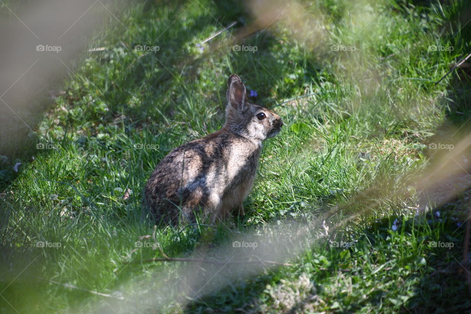 bunny rabbit in grass tree shade