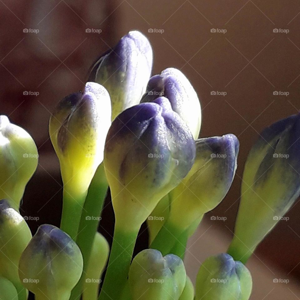 sunlit buds of agapanthus