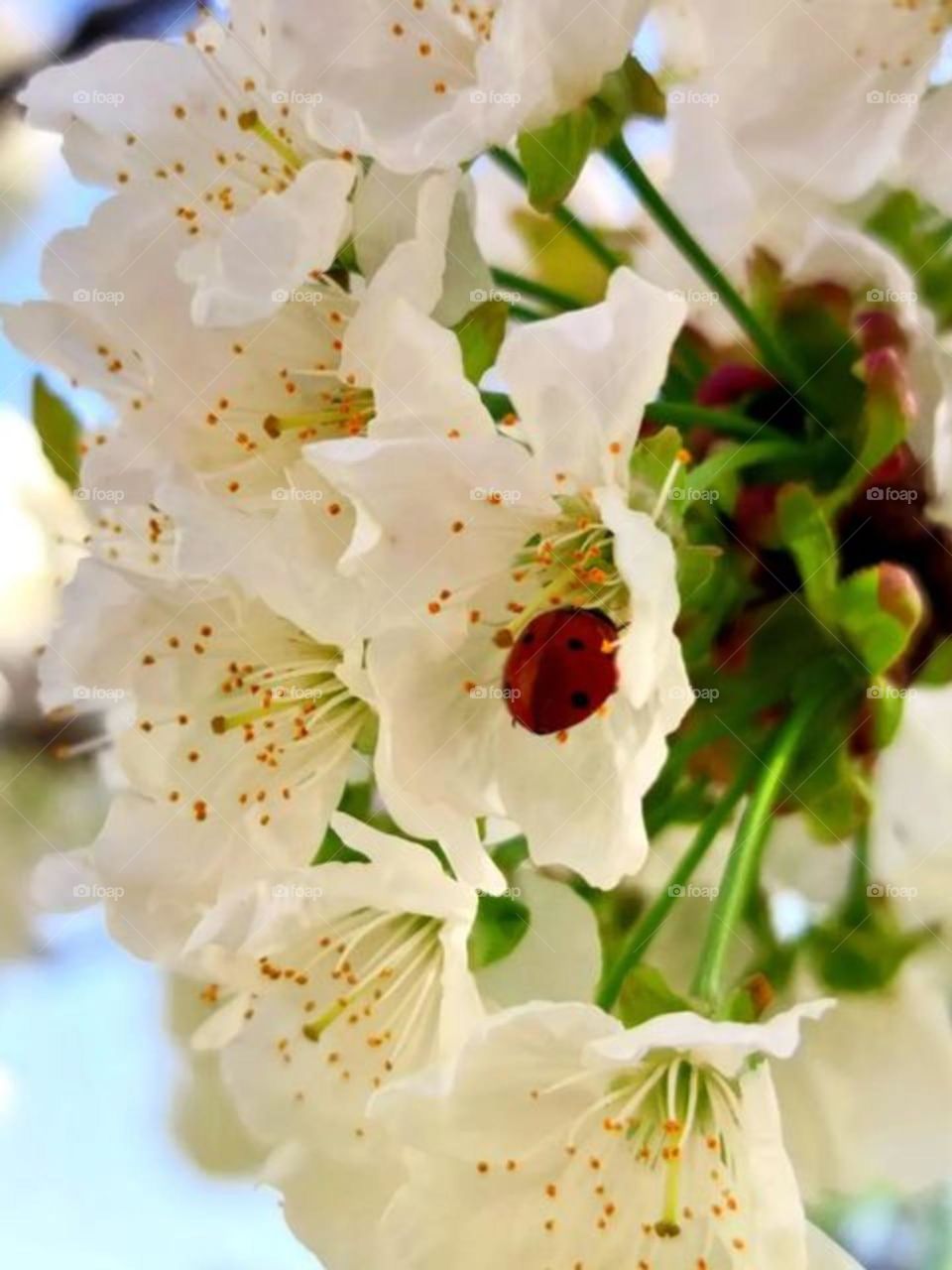 Spring with beautiful flowers and beautiful ladybugs