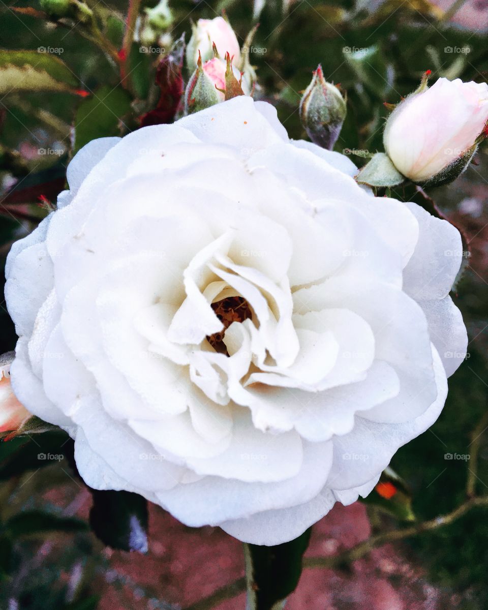 🌺Fim de #cooper, com branco-candura!
Suado, cansado e feliz, alongando e curtindo a beleza das #flores.
🙆‍♂️
#corrida #treino #flor #flowers #pétalas #pétala #jardim #jardinagem #garden #flora #run #running #esporte #alongamento 