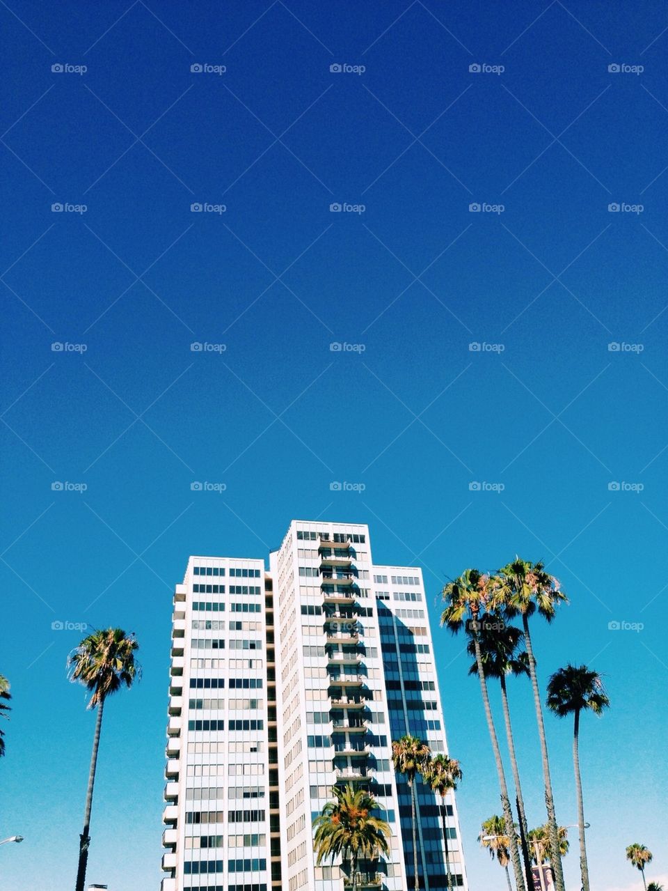 Tall building surrounded by palm trees