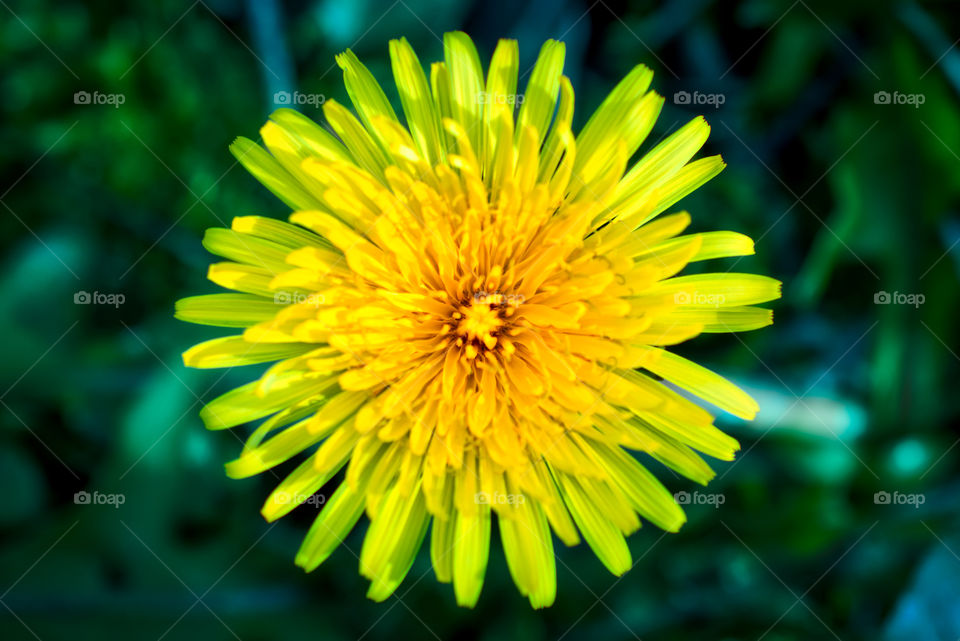 Dandelion