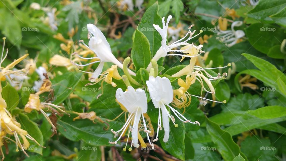 Southern Flowers, Bloom of Life in the mountains