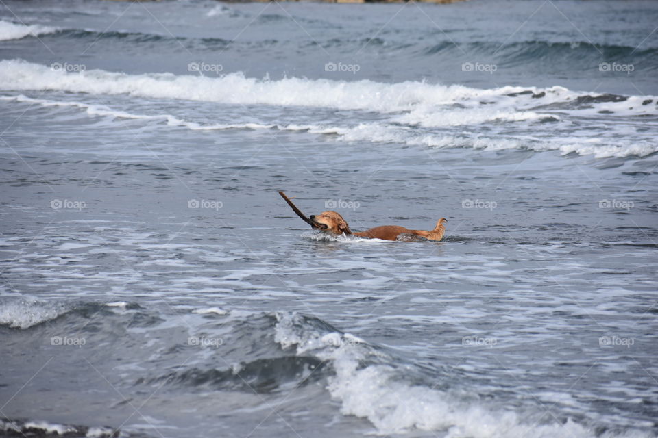swimming dog.