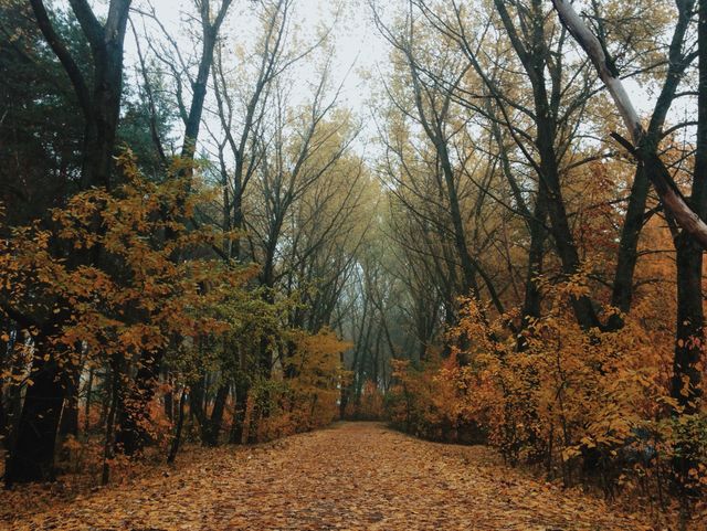 Autumn trees