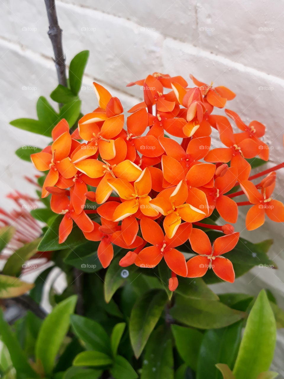 Orange flower