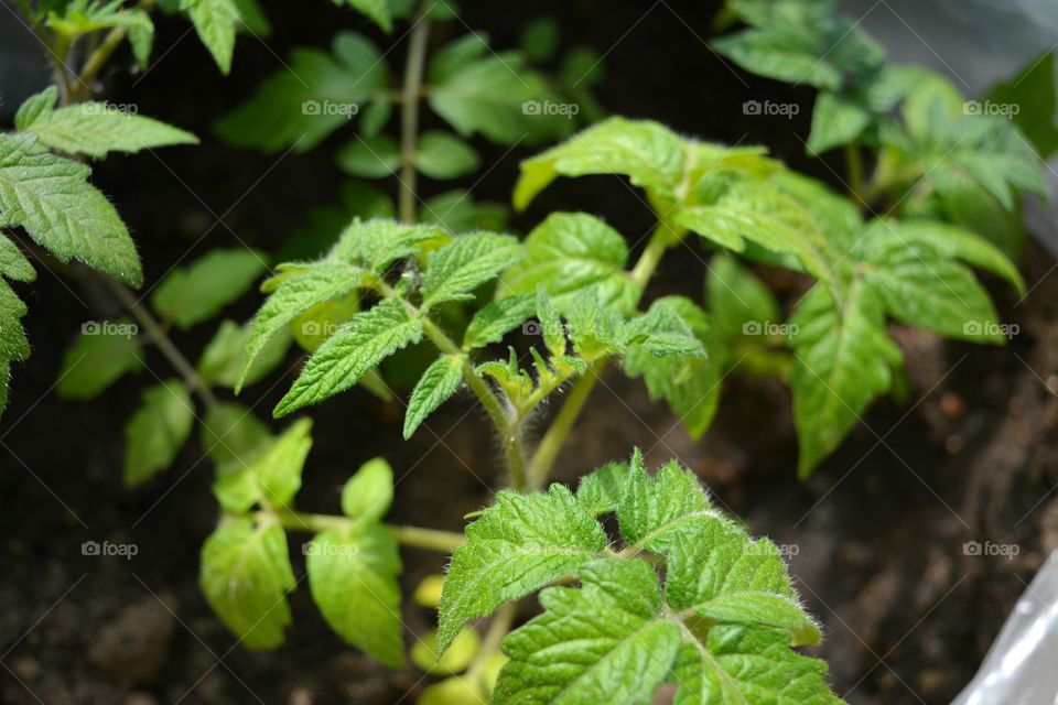 green leaves tomato