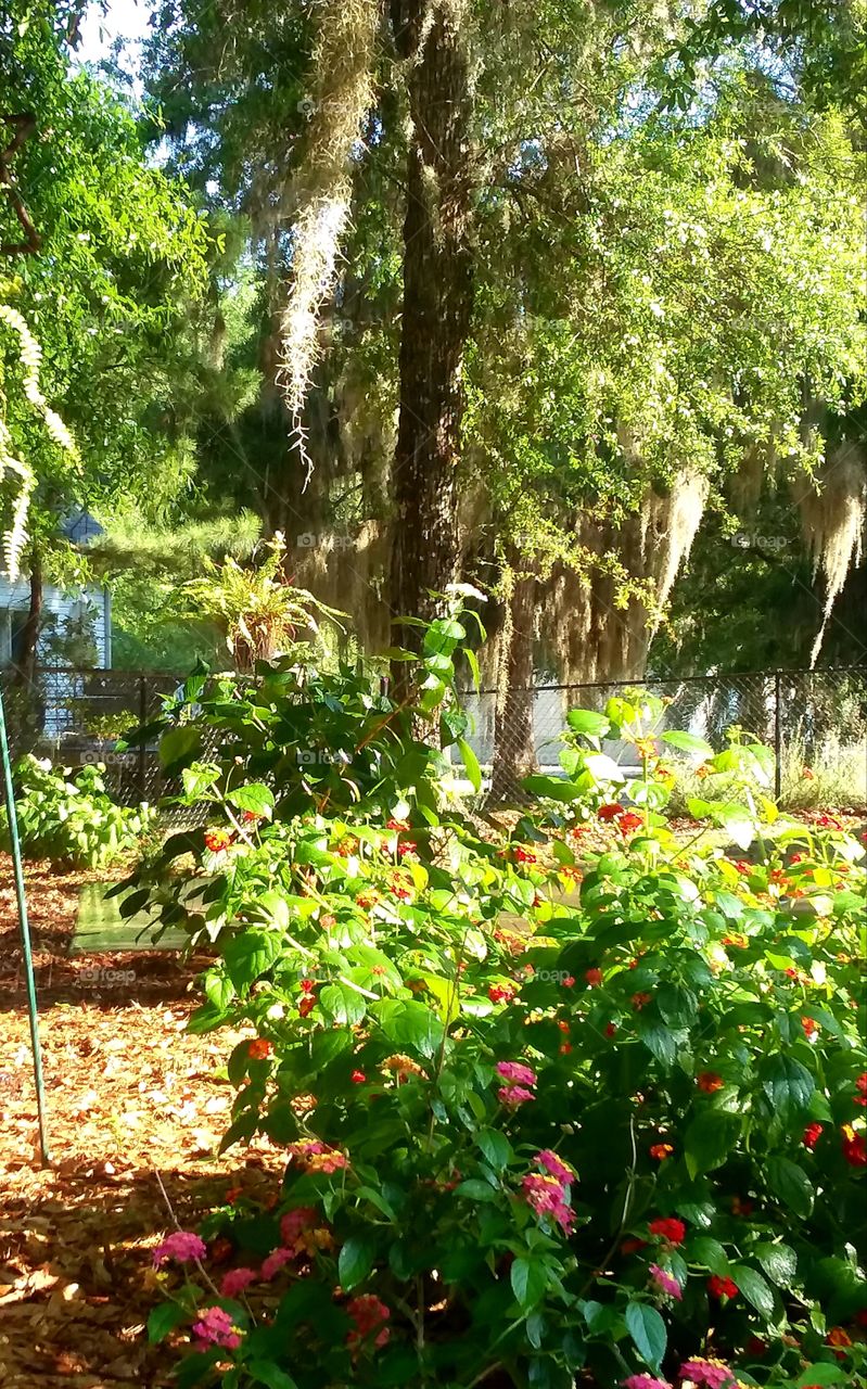 flowers are beginning to bloom