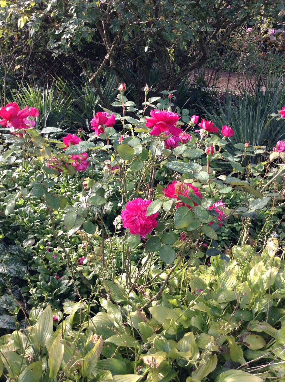 Pink flowers at Hyde park, London 