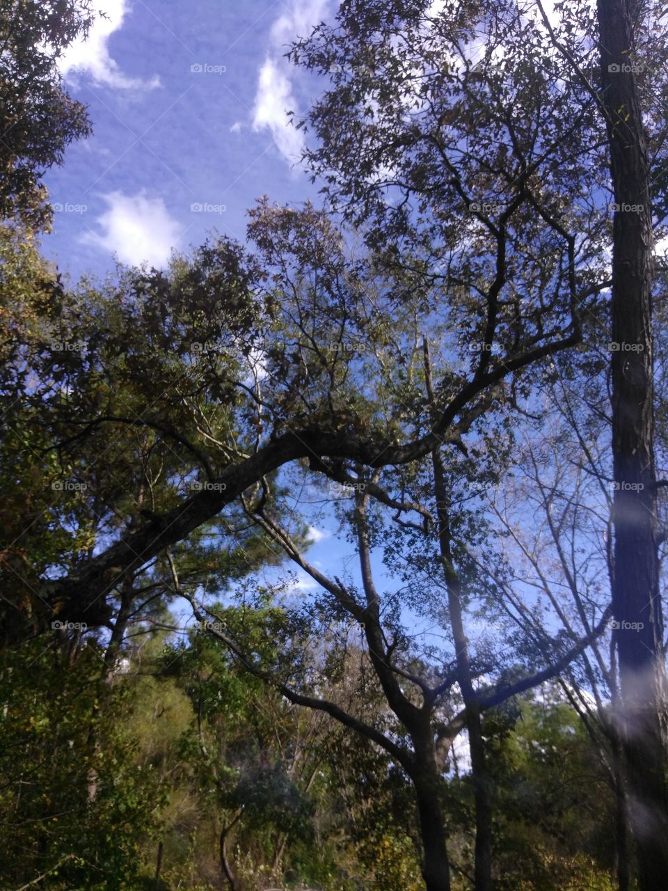 Tree, Wood, Landscape, Nature, No Person