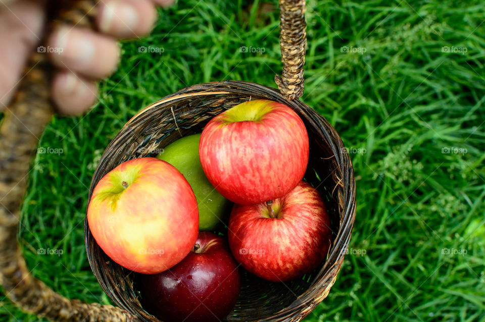 Woman apple picking a High angle view of holding a basket of apples with different coloured variety of red and green apples in field 