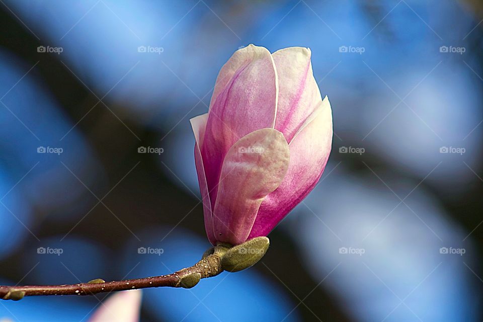 Magnolia blossom. Magnolia blossom