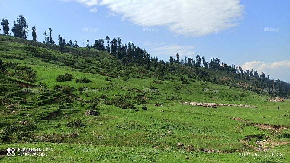 A beautiful  picture of Meadows in Keller Forest area in Kashmir J& K....