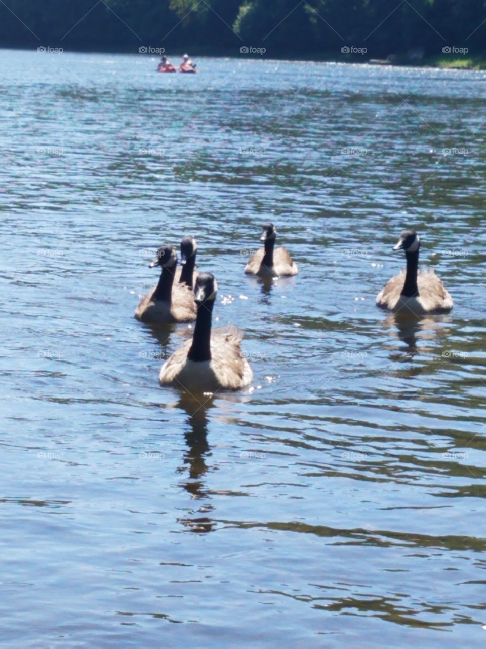 geese on the river