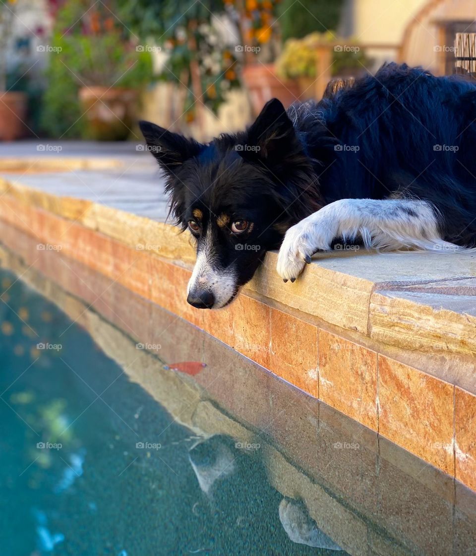 Border collie poolside looking at a leaf in the water 
