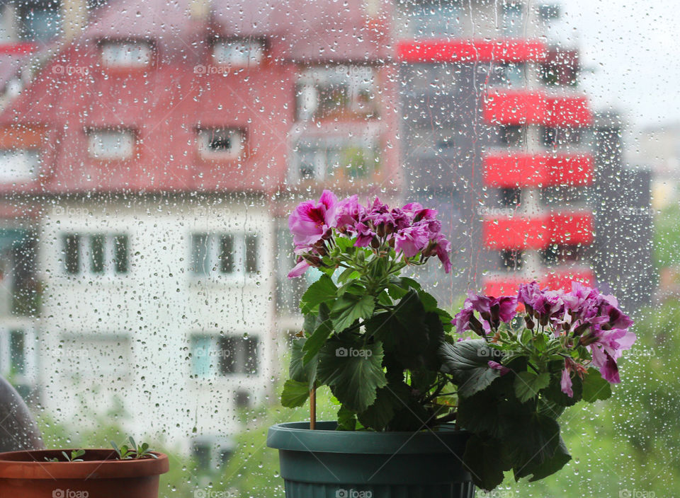 Potted house plant on wet window