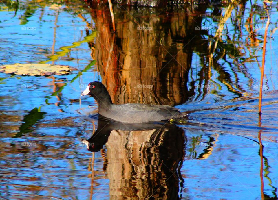 Duck swimming in the canal 