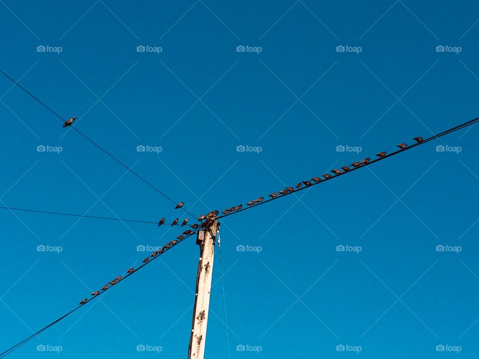 Birds Perch on Power Lines