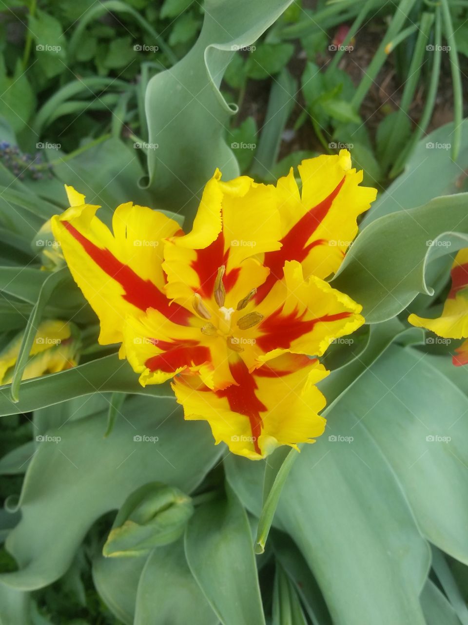 Yellow Fire Tulip
