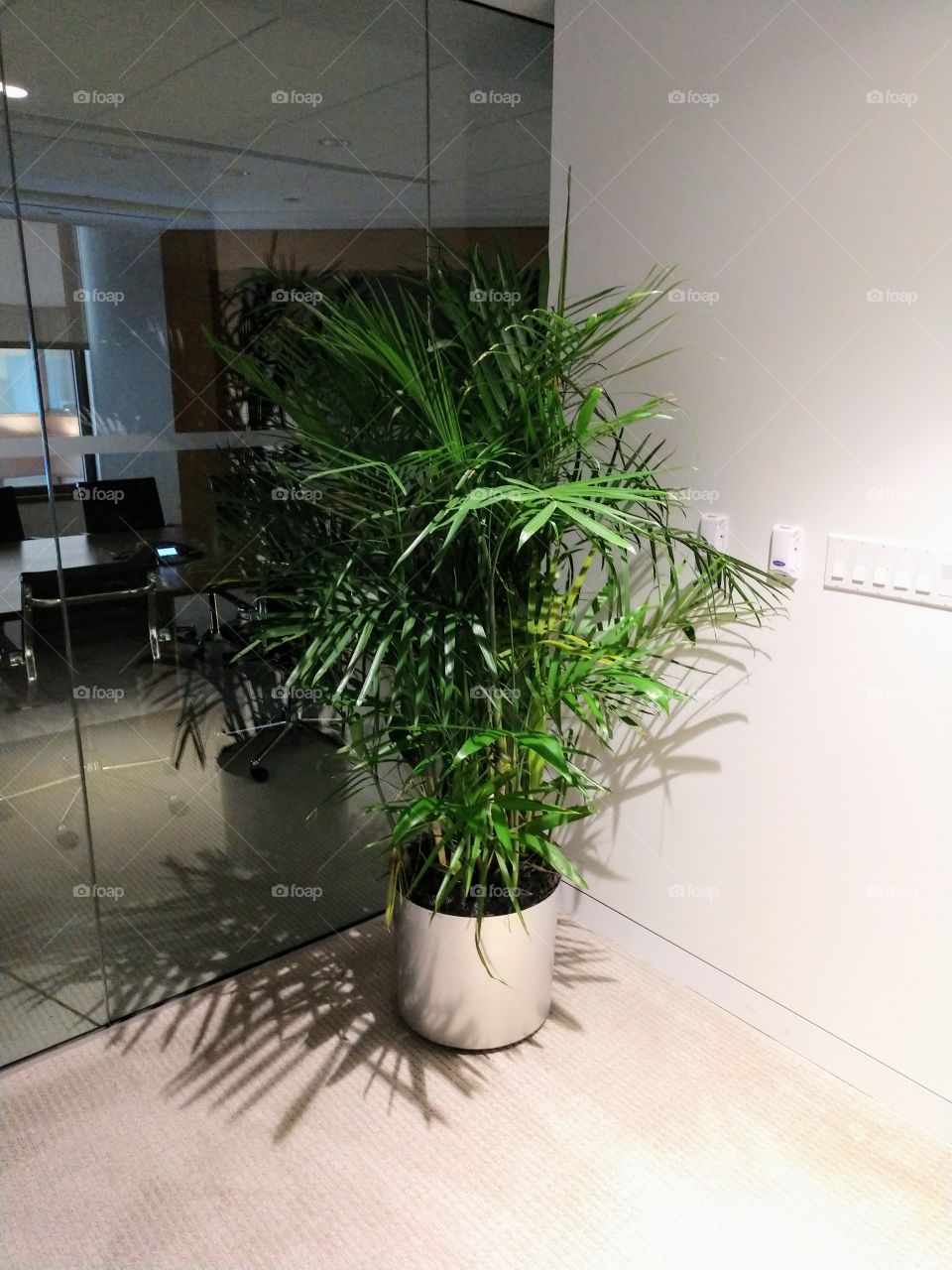 Large tree in office lobby