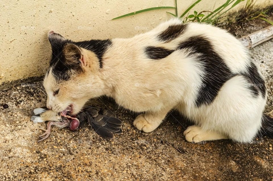 Cat Eating Bird