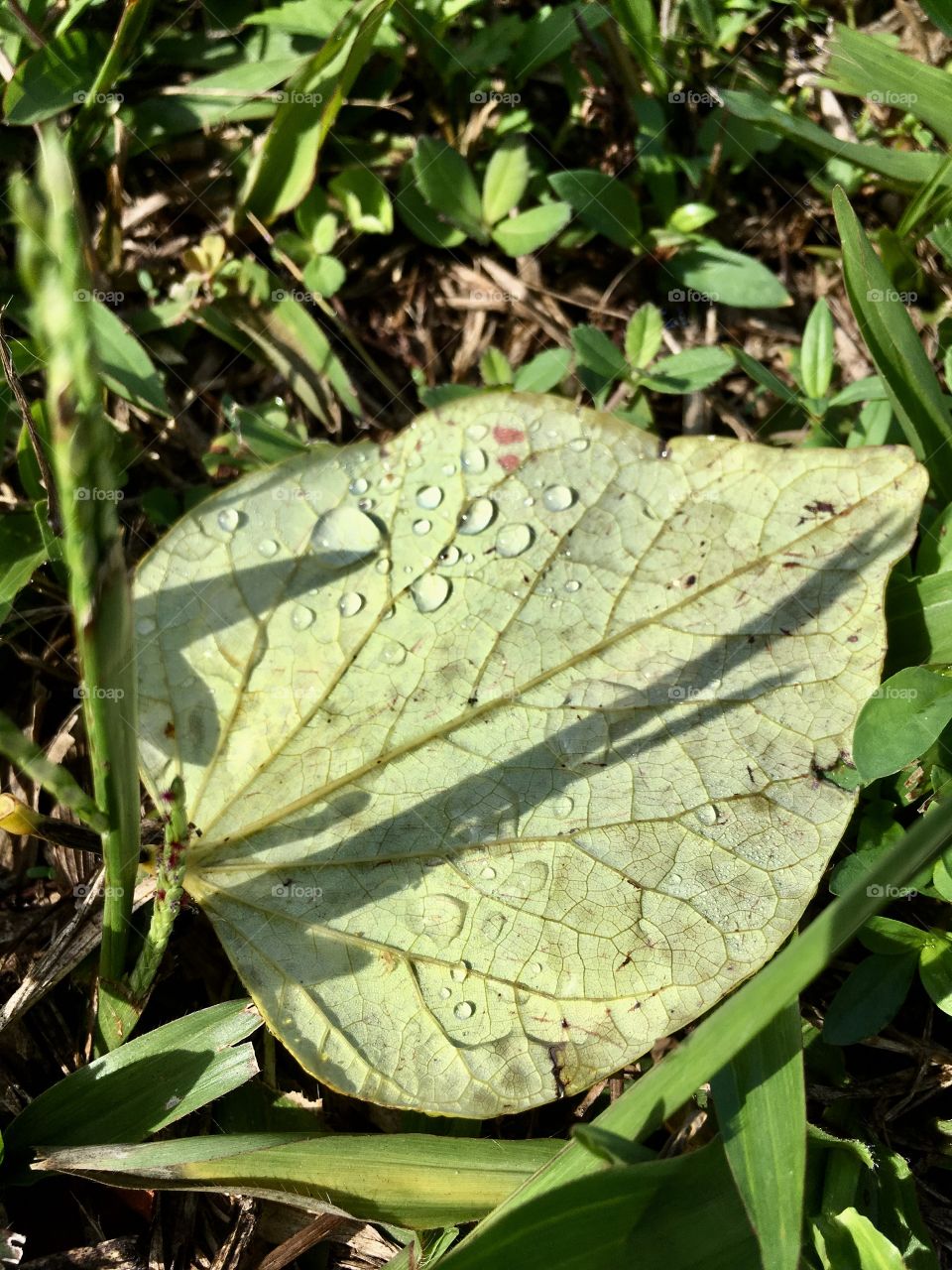 Green leaf with raindrops and veins on a grass field 
