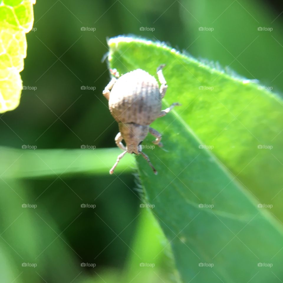 Tiny beetle gave up and is taking the long way