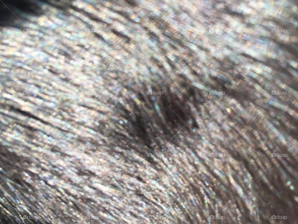 Black cat in the sun