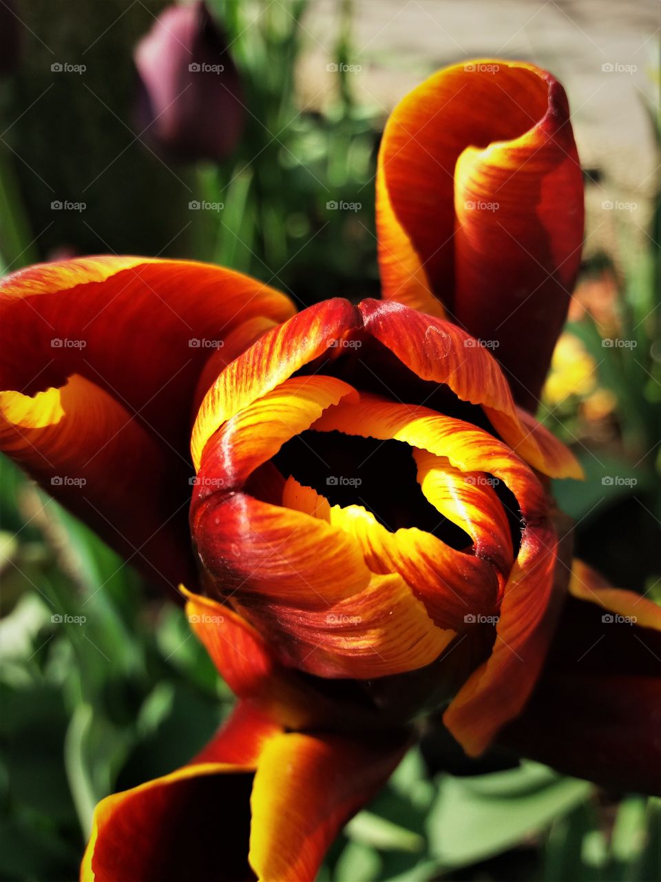 old tulip intense