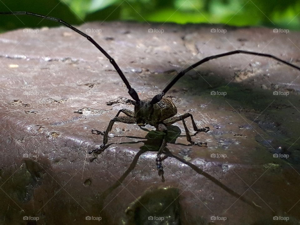 long horn beetle