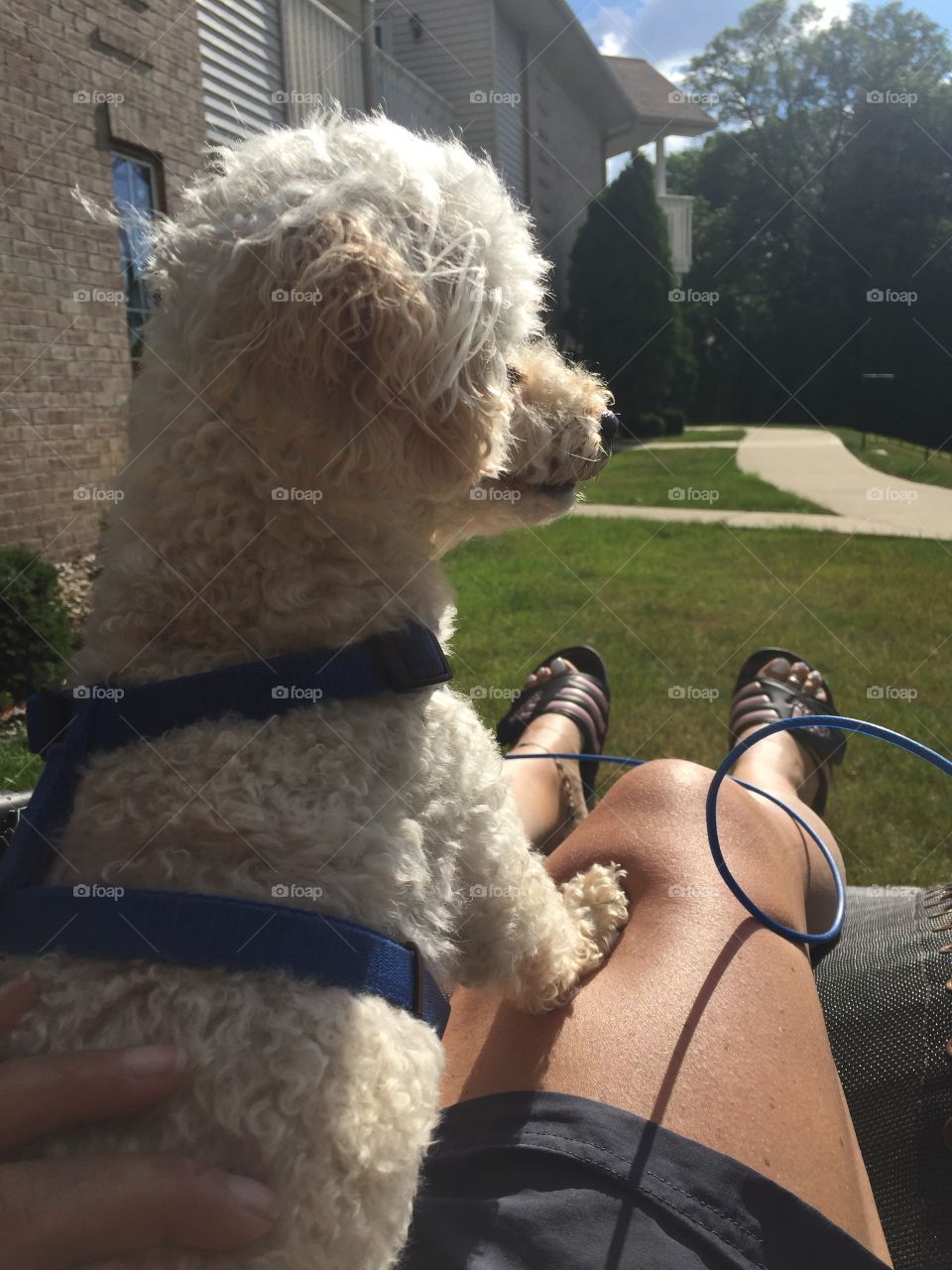 Poodle on ladies lap on sunshine