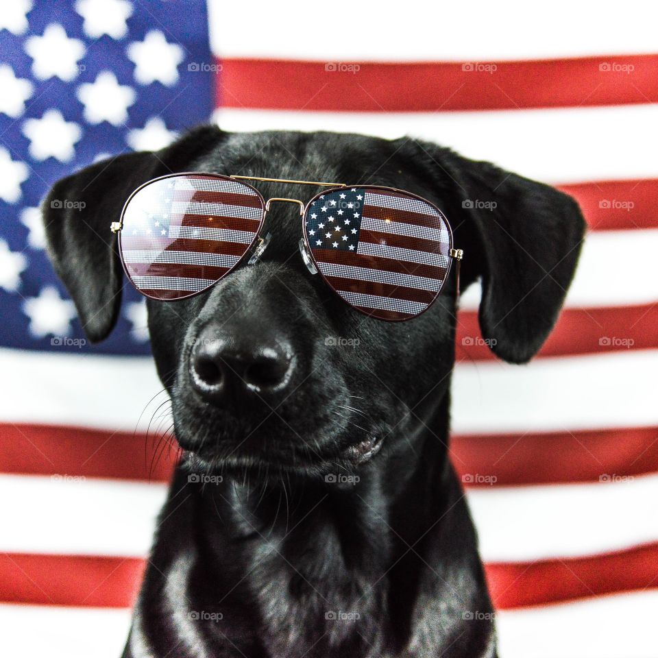 Patriotic black labrador retriever wearing American flag sunglasses with American flag backdrop