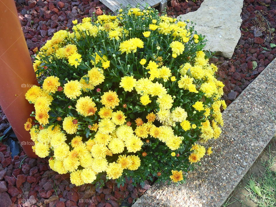 yellow to daisies. This is a picture of some flowers 💐 that are growing in my mother's flower garden